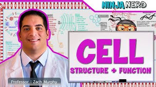 Cell Biology  Cell Structure amp Function [upl. by Odirfliw]