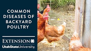 Common Diseases of Backyard Poultry [upl. by Nilat335]