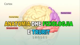 ANATOMIA DHE FIZIOLOGJIA E TRURIT  3D [upl. by Ynomrah]