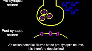 65 Transmission across a synapse [upl. by Sidonius60]