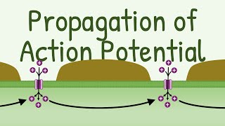 Propagation of Action Potential [upl. by Eelymmij]