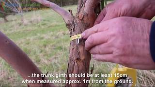 How to prune a Eucalyptus Tree the Hardy Eucalyptus Pruning Guide [upl. by Harlamert551]