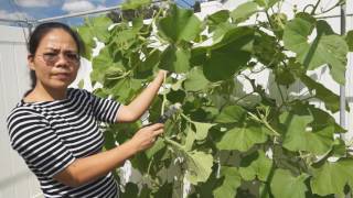 How to prune fruiting bottle gourd [upl. by Land]