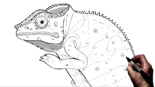 How To Draw A Chameleon  Step By Step [upl. by Hatch466]