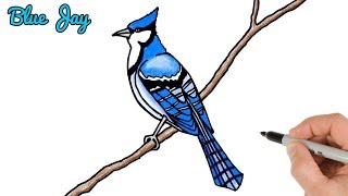 How to draw Blue Jay Bird Easy  Drawing and Coloring Art Tutorial [upl. by Ritch737]