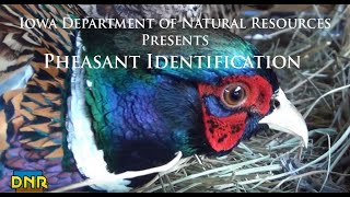 Pheasant Identification Iowa DNR [upl. by Howlyn399]