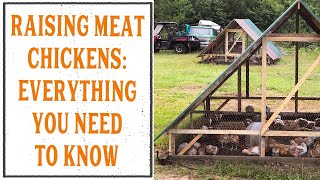 EVERYTHING YOU NEED TO KNOW ABOUT RAISING MEAT CHICKENS [upl. by Bridge]