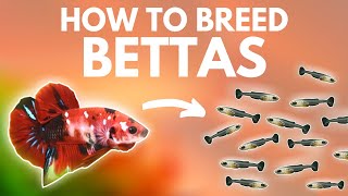 How to Breed Bettas Getting the Eggs Part 1 [upl. by Juline]