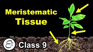 Meristematic Tissue  Plant Tissues Part 1  in Hindi for Class 9 [upl. by Wilone]