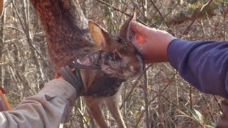 Great KY Swamp Rabbit and Cottontail Hunt [upl. by Annauqal7]