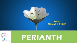 PERIANTH [upl. by Epstein]