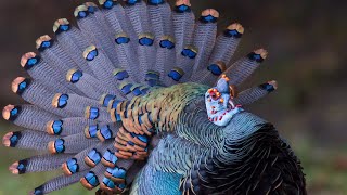 Ocellated Turkeys  The Peacock Of Turkeys [upl. by Latton]