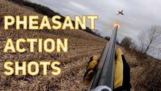 Pheasant Hunting Action Shots  Compilation Video [upl. by Eiramesor]