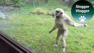 Funny Gibbons Intrigued By Puppy Guide Dog In Training [upl. by Okika]