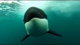 10 Hours Orca Killer Whales Chasing  Video amp Whalesong 1080HD SlowTV [upl. by Swinton]