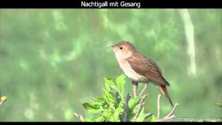 Nachtigall mit Gesang  Nightingale singing 1080p HD [upl. by Ayocat693]