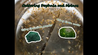 How To Culture Daphnia and Moinas using Green Water Spirulina powder [upl. by Darnall456]