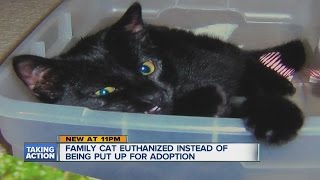 Family cat euthanized instead of being put up for adoption [upl. by Nedia791]