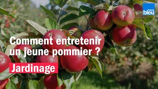 Comment entretenir un jeune pommier [upl. by Acim]