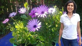 Propagating African Daisies with updates [upl. by Kielty876]