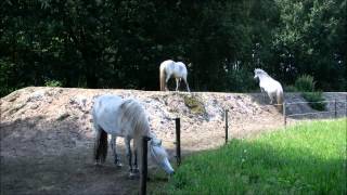 On The Right Track  Horses living in paddock paradise [upl. by Itirahc]