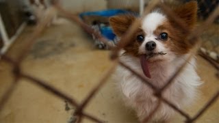 Dogs Rescued From North Carolina Breeder [upl. by Avon]