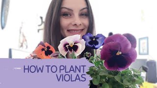 HOW TO PLANT AND GROW VIOLAS IN POTS OR IN GARDEN Tips for growing pansies Longlasting flowering [upl. by Aneehsal29]