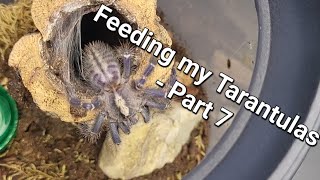 Feeding my Tarantulas  Part 7 [upl. by Eugenie]