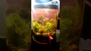 RED CABOMBA VACUUM PLANTED JAR [upl. by Yhotmit]