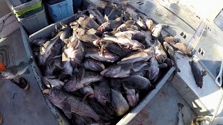 Jigging for Black Rockfish in Kodiak Alaska [upl. by Alanna404]