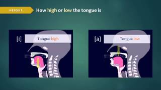 Introduction to Articulatory Phonetics Vowels [upl. by Earaj]