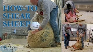 How to shear sheep  blow by blow [upl. by Suhail]