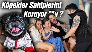 YOUTUBER KÖPEKLERİ SAHİPLERİNİ KORUYOR MU  NoluyoYaa FuatSarigul [upl. by Naujit353]