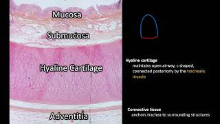 Histology  Trachea [upl. by Sloatman]