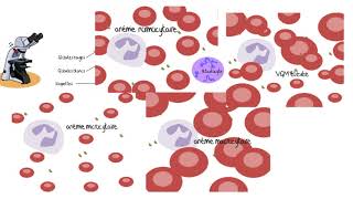 Comprendre les analyses sanguines [upl. by Ahsinehs544]