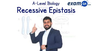 Recessive Epistasis  ALevel Biology [upl. by Zebulen]