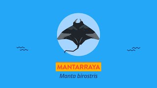 Mantarraya  Videos educativos para niños [upl. by Yrek]