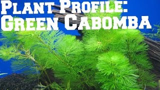 Green Cabomba  Plant Profile [upl. by Brianne]