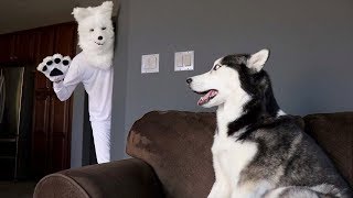 Husky Pranked By Wolf Mask [upl. by Eleik]