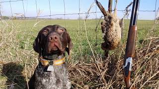 Pheasant Hunting With GSP Puppy [upl. by Joseph193]