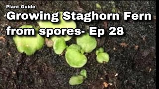 Growing Platycerium fern from spores  Ep 28 [upl. by Gillead647]