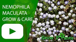 Nemophila maculata  grow and care [upl. by Kerri]