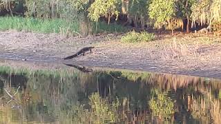 Gator catches wild hog on land gator hog  gatorhunting myakka  gotem sneakattack gatoronland [upl. by Nael]