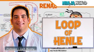 Renal  Loop of Henle [upl. by Adnohsor716]