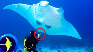 9 Curiosos datos sobre LA MANTARRAYA El Pez 🐠 [upl. by Niwroc]