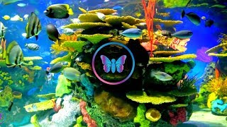 10 Hours Of Calm Relaxing Fish Aquarium With Music  Coral Reef Aquarium With Soothing Sleep Music [upl. by Yrmac]