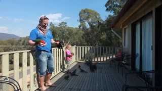 Hand Feeding Wild Australian Parrots [upl. by Moersch29]