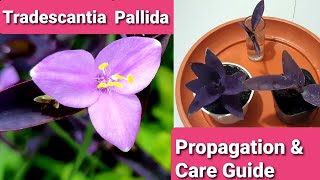 Tradescantia Pallida  Purple Heart Purple Queen Propagation amp Care Guide [upl. by Maccarone]