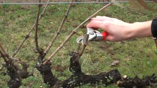 Spur Pruning Grapevinesmp4 [upl. by Gerek]