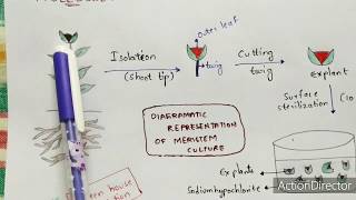 Meristem culture  Procedure  Diagrammatic representation  Applications  Bio science [upl. by Aisetal]